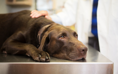 Common Diseases Of Dogs