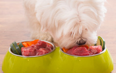 Top Dangerous Foods For Your Dog To Avoid
