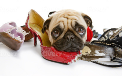 Why Do Dogs Chew Shoe And Foot Coverings?